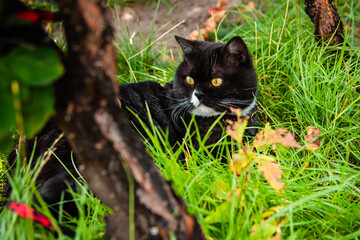 British black striped cat with orange eyes sits in the grass on a leash.