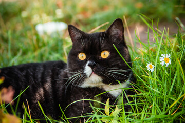 British black striped cat with orange eyes sits in the grass on a leash and smells daisies.
