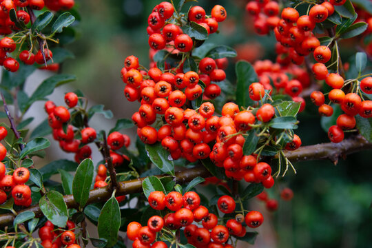 Selective focus of ripe red orange berries of Pyracantha coccinea in the garden, Pyracantha is a genus of large, Thorny evergreen shrubs in the family Rosaceae with common names firethorn.