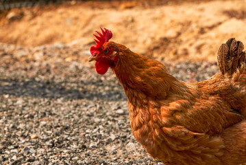 Close-up of a hen raised on a farm