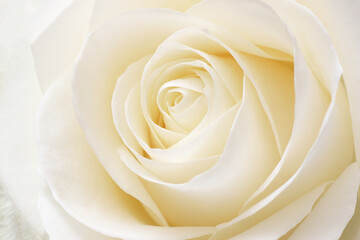Fototapeta na wymiar White rose close-up.