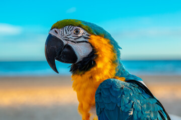 Portrait of beautiful yellow and blue parrot