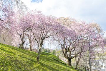 桜谷枝垂れ桜