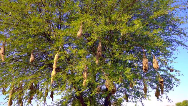 Baya weaver bird nest on branch of the tree in nature