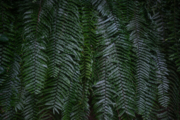 Fern leaves background. Dark lush foliage of giant sword fern