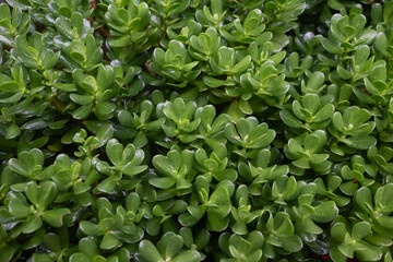 Jade plant background with raindrops. Green leaves closeup in rainy weather