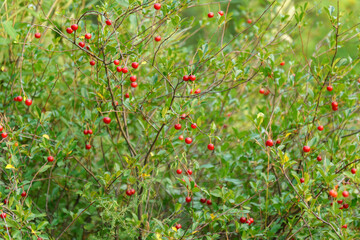 Wild cherry berries grow in the forest. Harvest in cherry tree. Selective focus