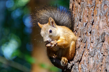Portrait squirrel sciurus carolinensis sitting on a branch while eating a nut. Selective focus