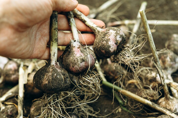 Garlic harvest, autumn harvest, concept of organic farming. Selective focus.