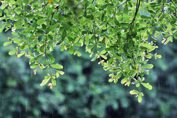 Fototapeta na wymiar Green leaf in the rain