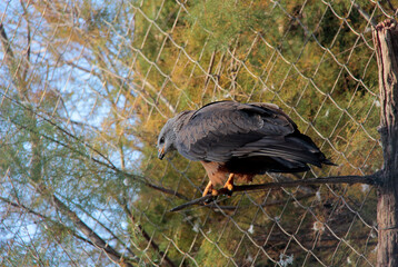 un oiseau de proie