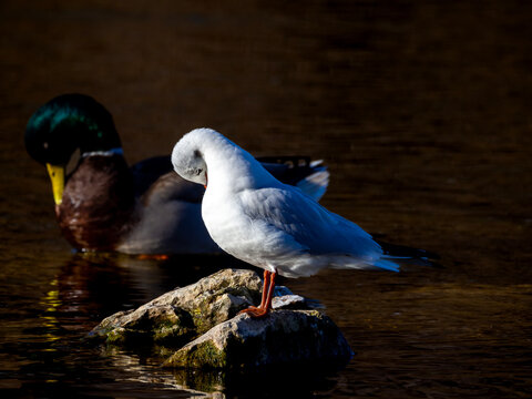 preening seagull