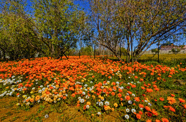 Multi-coloured daisy wildflowers in spring