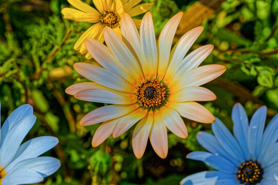 Close-up of exquisite orange and yellow daisy