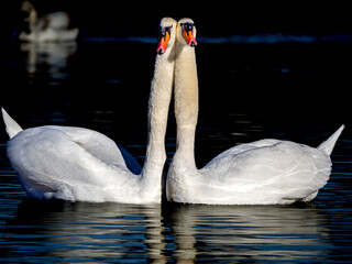 swan love