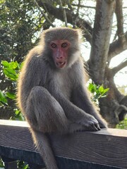 Formosan Rock Macaques on the Chai Mountain (柴山) #2
