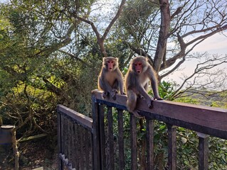 Formosan Rock Macaques on the Chai Mountain (柴山) #6
