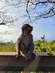 Formosan Rock Macaques on the Chai Mountain (柴山) #9