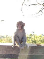 Formosan Rock Macaques on the Chai Mountain (柴山) #10