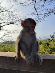 Formosan Rock Macaques on the Chai Mountain (柴山) #11