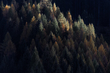 Fototapeta na wymiar Herbstlicher Wald