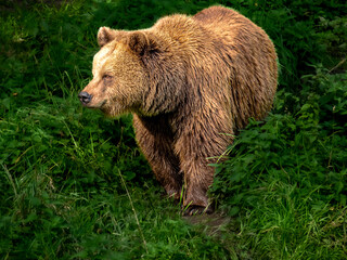 Fototapeta na wymiar brown bear in the green