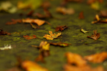 Hojas caídas por el otoño