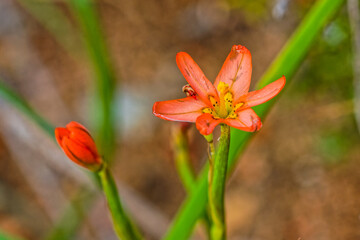 Pretty pink Iris Moraea wildflower in spring