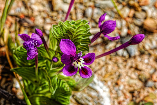 Purple Painted Petal Iris wildflower in spring