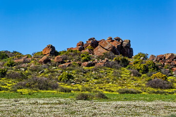 Rocky hill with yellow wildflowers