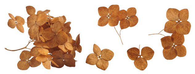 Collage with dry hortensia (hydrangea) on white background. Banner design