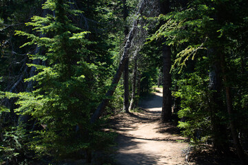 Obraz premium path in the forest