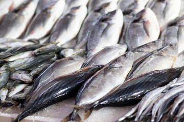 raw different fish on ice at the fish market