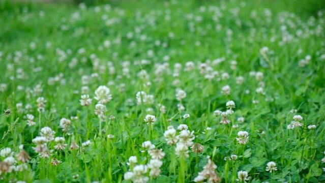 Trifolium pratense, the white clover in the meadow. White-flowered clover and Poa annua, or annual meadow grass on the lawn in summer in the sunlight.