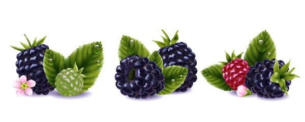 Blackberry Compositions Set