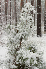 snow covered pine tree