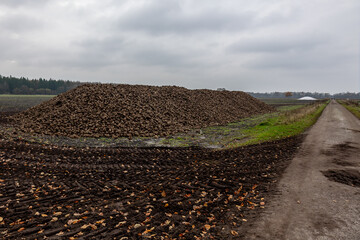 Harvested sugar beets in winter lying in a heap on the cropland, waiting for the truck for processing as sugar and animal feed in a factory