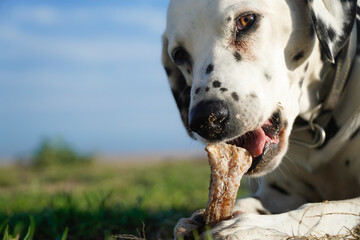 portrait of a purebred dalmatian dog playing with a bone in the meadow