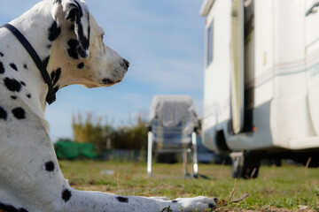 portrait of a purebred dalmatian dog watching and protecting the camper van