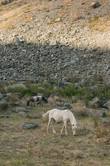 horse in the mountains