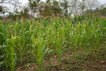 Corn field close up. Selective focus.Green Maize Corn Field Plantation in Summer Agricultural Season.