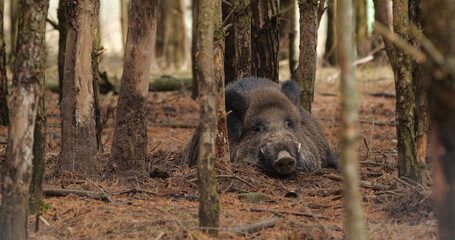 Portrait of wild boar (sun scrofa) in natural habitats © adventure