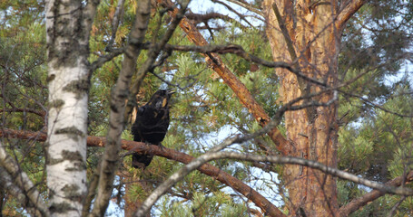 Raven sitting on a branch in autumn october
