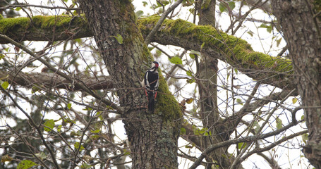 Great spotted woodpecker (Dendrocopos major) sitting on the tree in autumn