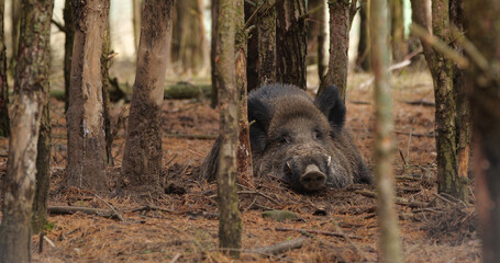 Portrait of wild boar (sun scrofa) in natural habitats