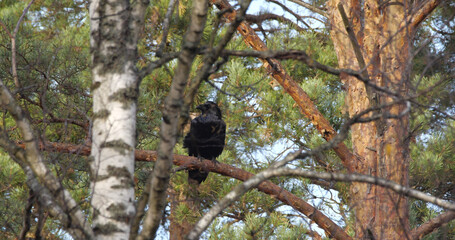 Raven sitting on a branch in autumn october