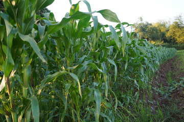 Corn field close up. Selective focus.Green Maize Corn Field Plantation in Summer Agricultural Season.