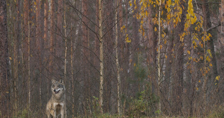 Obraz premium Wolves in the wood with autumn background