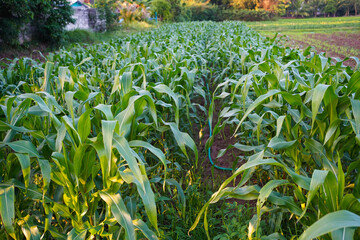 Corn field close up. Selective focus.Green Maize Corn Field Plantation in Summer Agricultural Season.