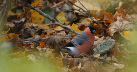Eurasian bullfinch, common bullfinch (Pyrrhula pyrrhula) portrait feeding on the branch
